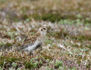 6541_Rock_Sandpiper