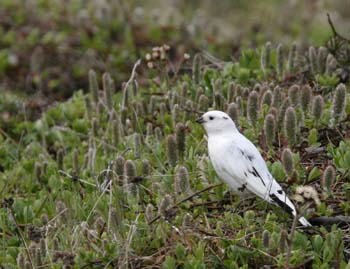 6549_McKay's_Bunting