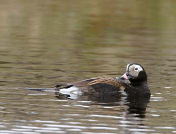 6573_Long-tailed_Duck