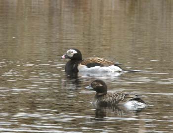 6584_Long-tailed_Duck