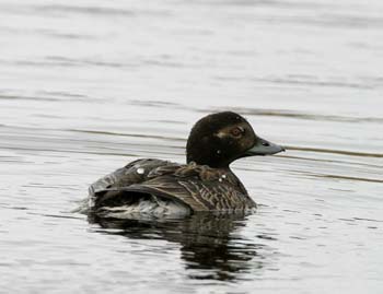 6591_Long-tailed_Duck