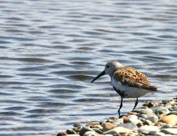 6598_Dunlin