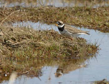 6605_Common_Ringed_Plover