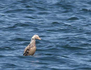 6623_Spectacled_Eider