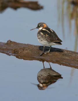 6651_Red-necked_Phalarope