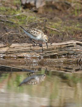 6657_Western_Sandpiper