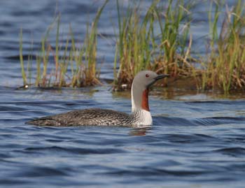 6681_Red-throated_Loon