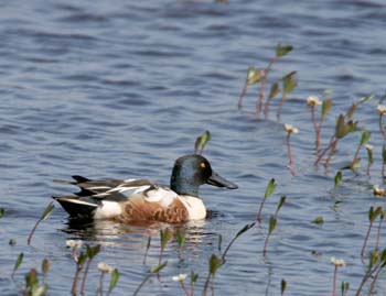 6691_Northern_Shoveler