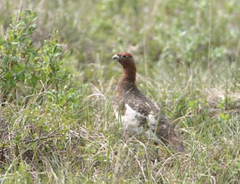 6711_Willow_Ptarmigan