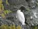 6401_Thick-billed_Murre