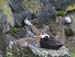 6409_Tufted_Puffin