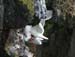 6449_Red-legged_Kittiwake