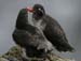 6460_Parakeet_Auklet