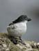 6469_Least_Auklet