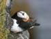 6482_Horned_Puffin