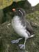 6483_Parkeet_Auklet