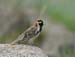 6496_Lapland_Longspur