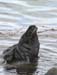 6506_Northern_Fur_Seal