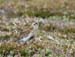 6541_Rock_Sandpiper