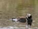 6573_Long-tailed_Duck