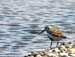 6598_Dunlin