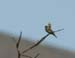 6634_Arctic_Warbler