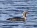 6678_Red-throated_Loon