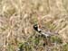 6687_Lapland_Longspur