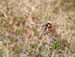 6688_Lapland_Longspur