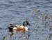 6691_Northern_Shoveler